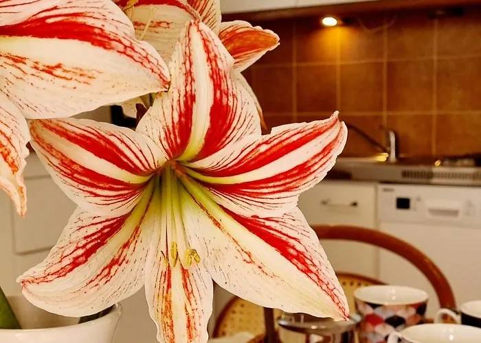 Hana * Ičići
